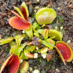 dionaea muscipula