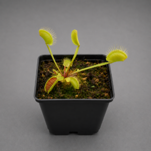 Venusfliegenfalle 'ADK1'
