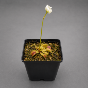 Venusfliegenfalle 'Alien'