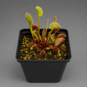 Venusfliegenfalle 'All red fused (red)'