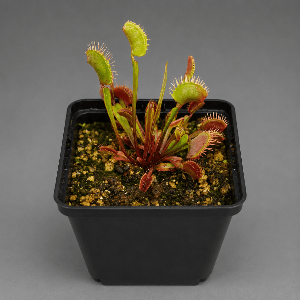 Venusfliegenfalle 'All red fused (red)'