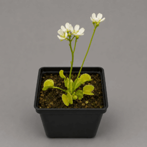 Venusfliegenfalle 'ARPC'
