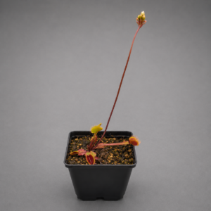 Venusfliegenfalle 'Akai Ryu'
