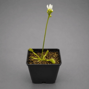 Venusfliegenfalle 'All green green'