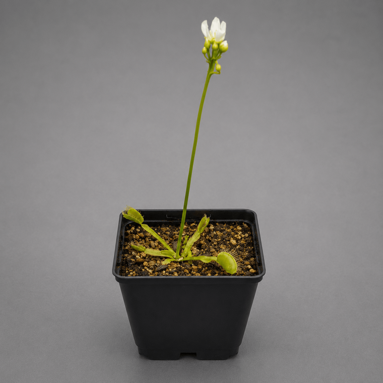 Venusfliegenfalle 'All green green'