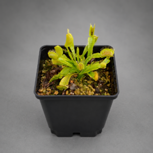 Venusfliegenfalle 'Antares'