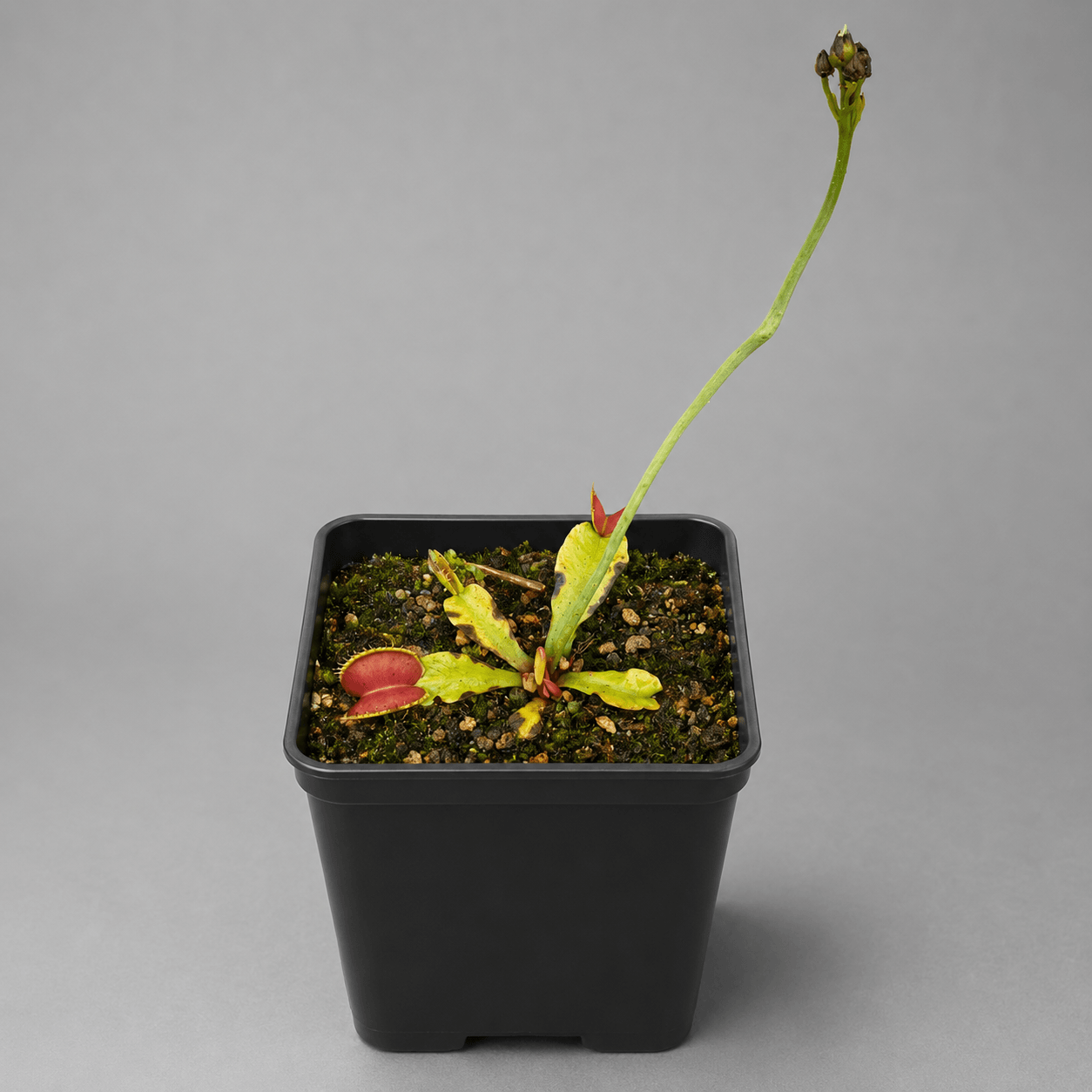 Venusfliegenfalle 'GJ Atlantic Cockie'