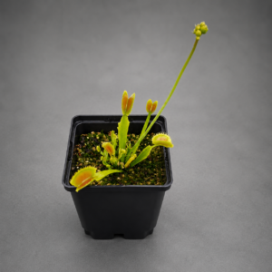 Venusfliegenfalle 'Atypica'