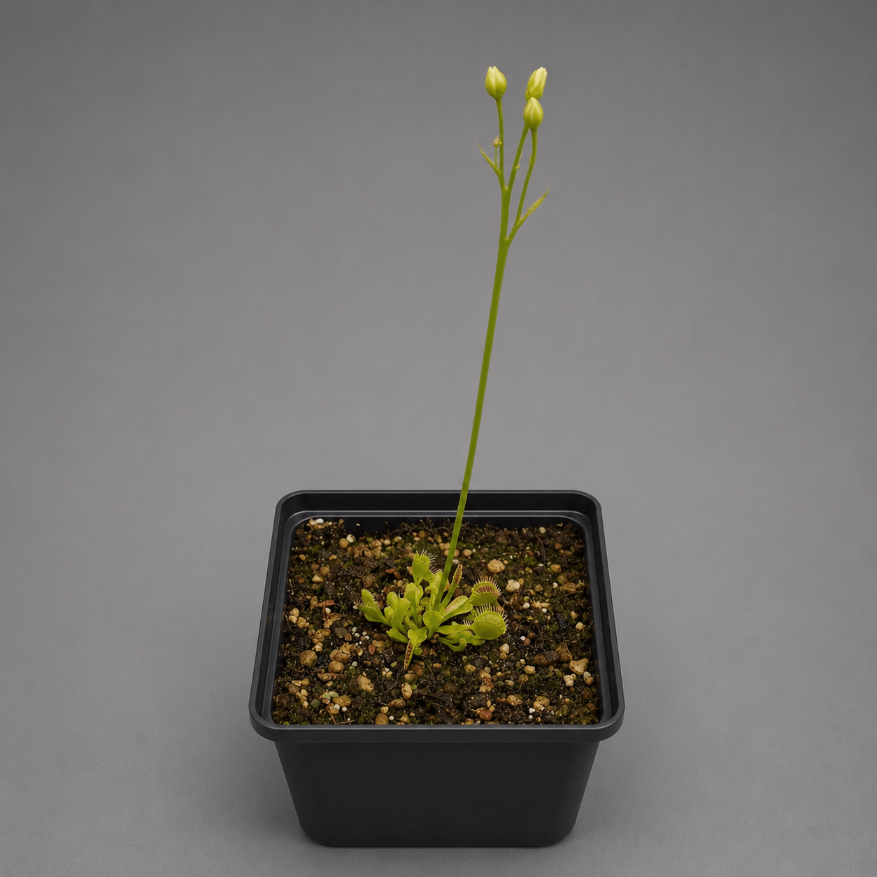 Venusfliegenfalle 'Axels Cup'