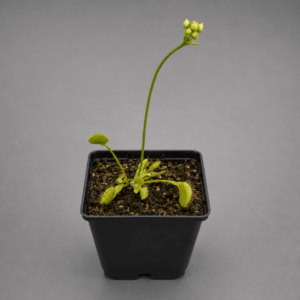 Venusfliegenfalle 'Big Behemoth'