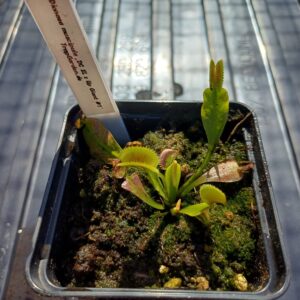 Venusfliegenfalle 'DC XL x Up Giant #1'