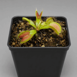Venusfliegenfalle 'Dentate clone XII'