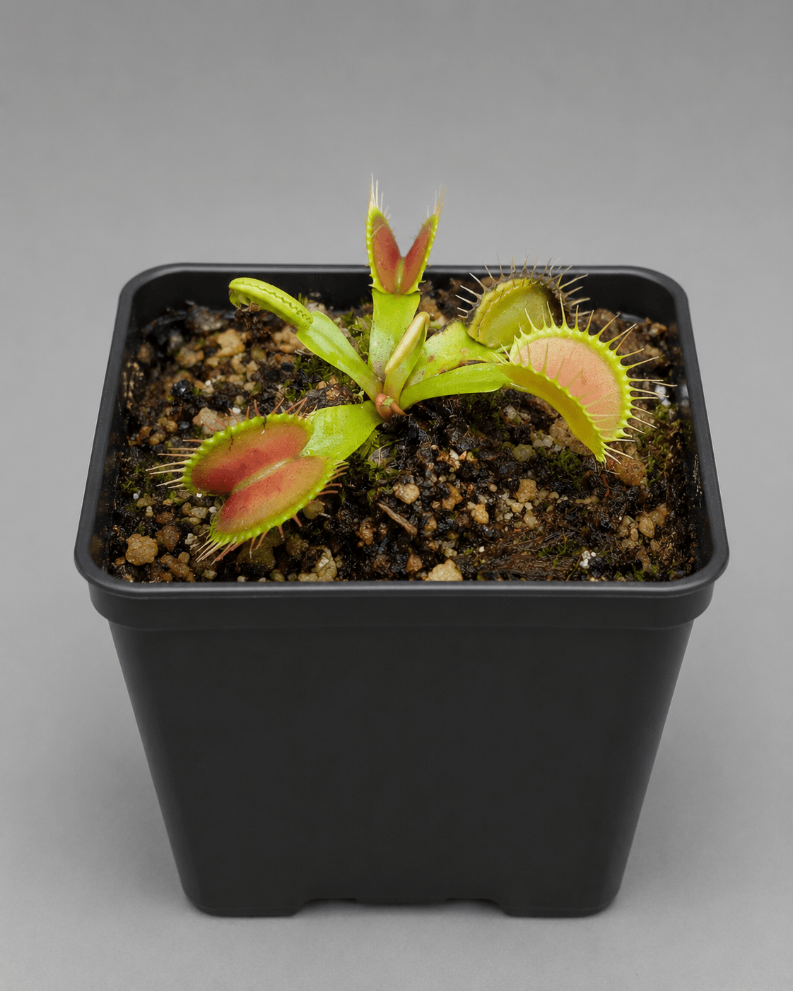 Venusfliegenfalle 'Dentate clone XII'