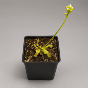 Venusfliegenfalle 'GJ Phalanx'
