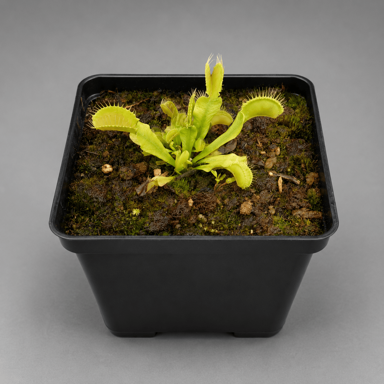 Venusfliegenfalle 'Grande Gueule'