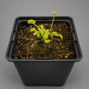 Venusfliegenfalle 'Green Dog'
