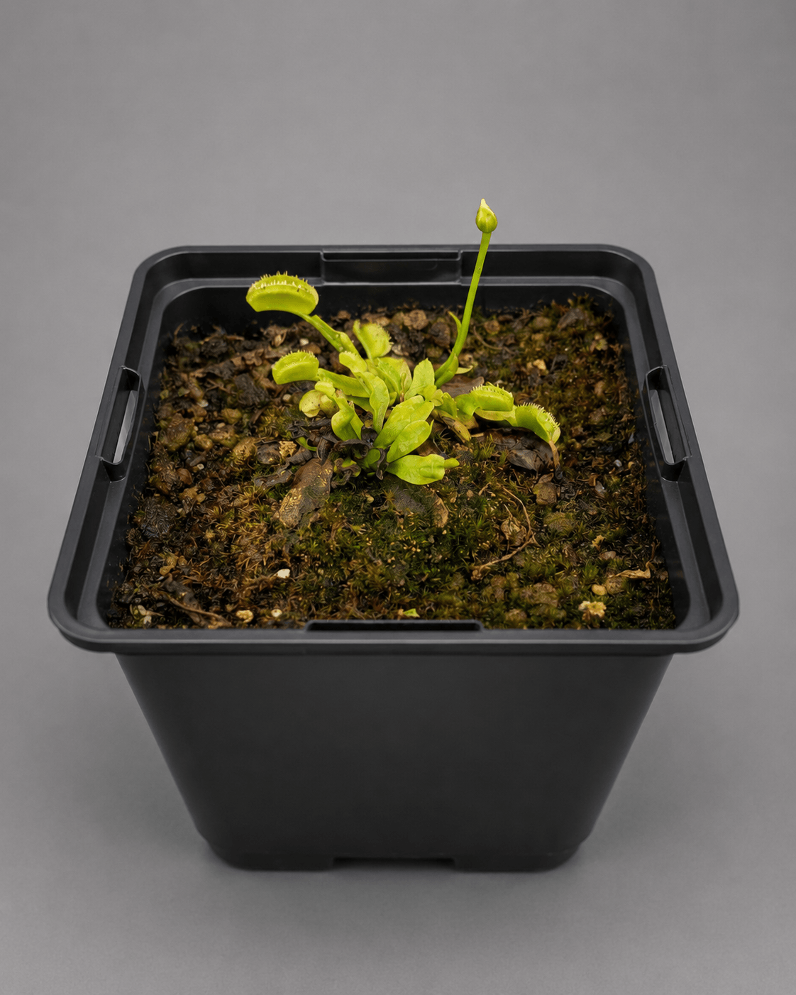 Venusfliegenfalle 'Green Dog'