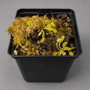 Venusfliegenfalle 'Green Wizard'