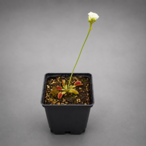 Venusfliegenfalle 'A.F. Diablo'
