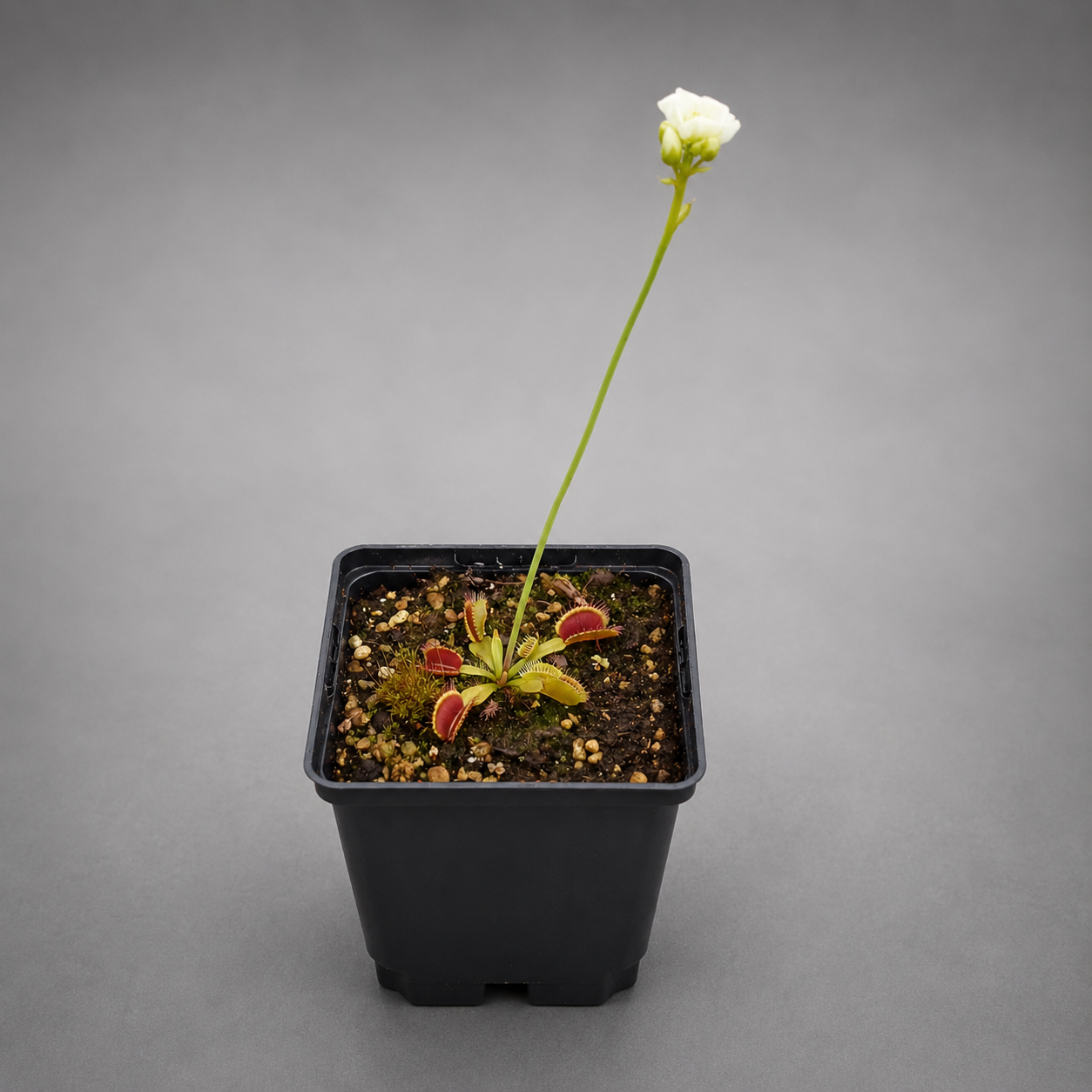 Venusfliegenfalle 'A.F. Diablo'