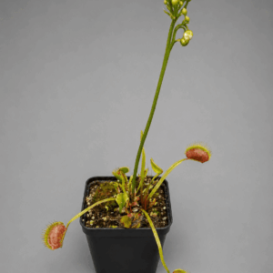 Venusfliegenfalle 'Hennings Giant'