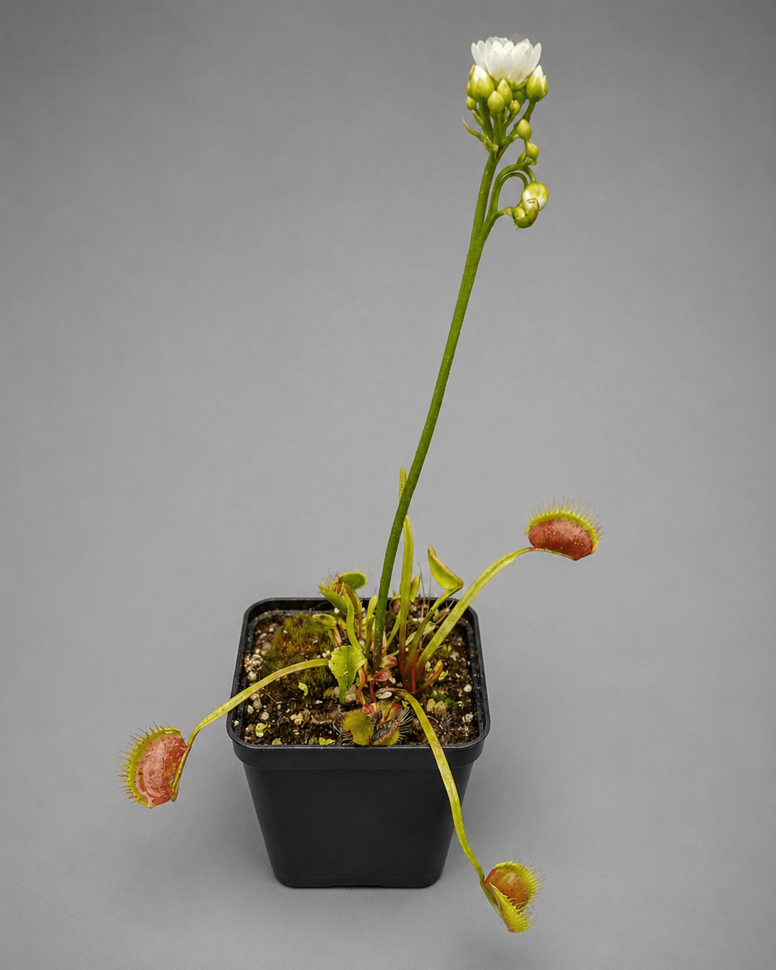 Venusfliegenfalle 'Hennings Giant'