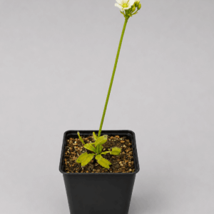 Venusfliegenfalle 'Heterodoxa (green)'