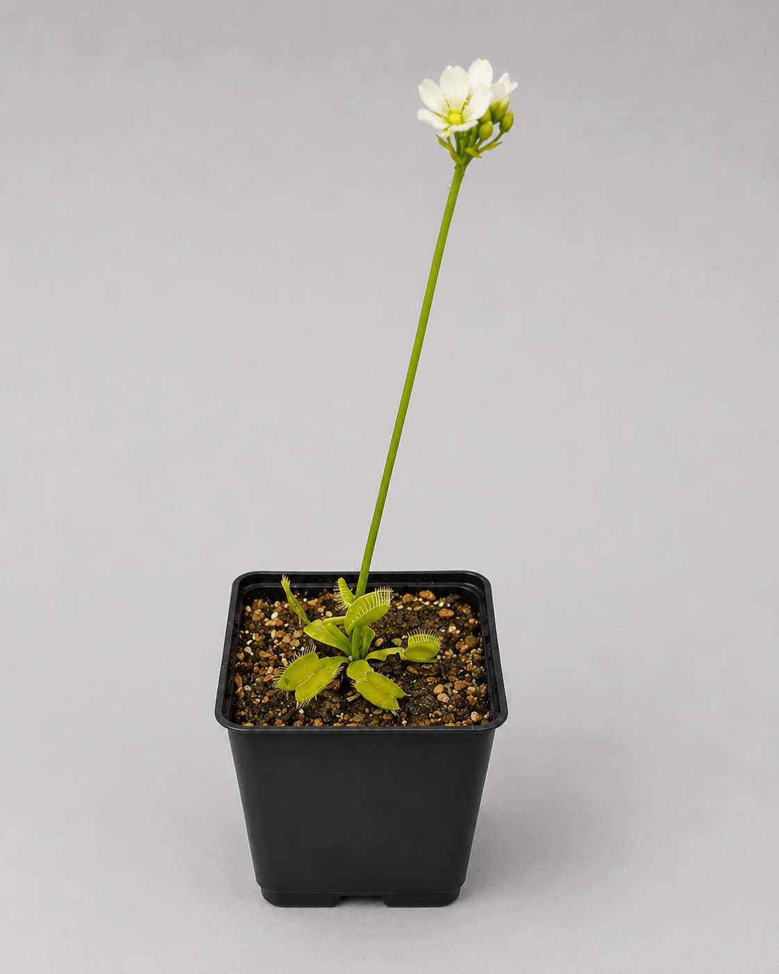 Venusfliegenfalle 'Heterodoxa (green)'