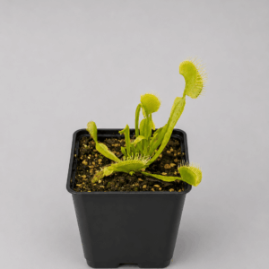 Venusfliegenfalle 'Heterophylla (green)'