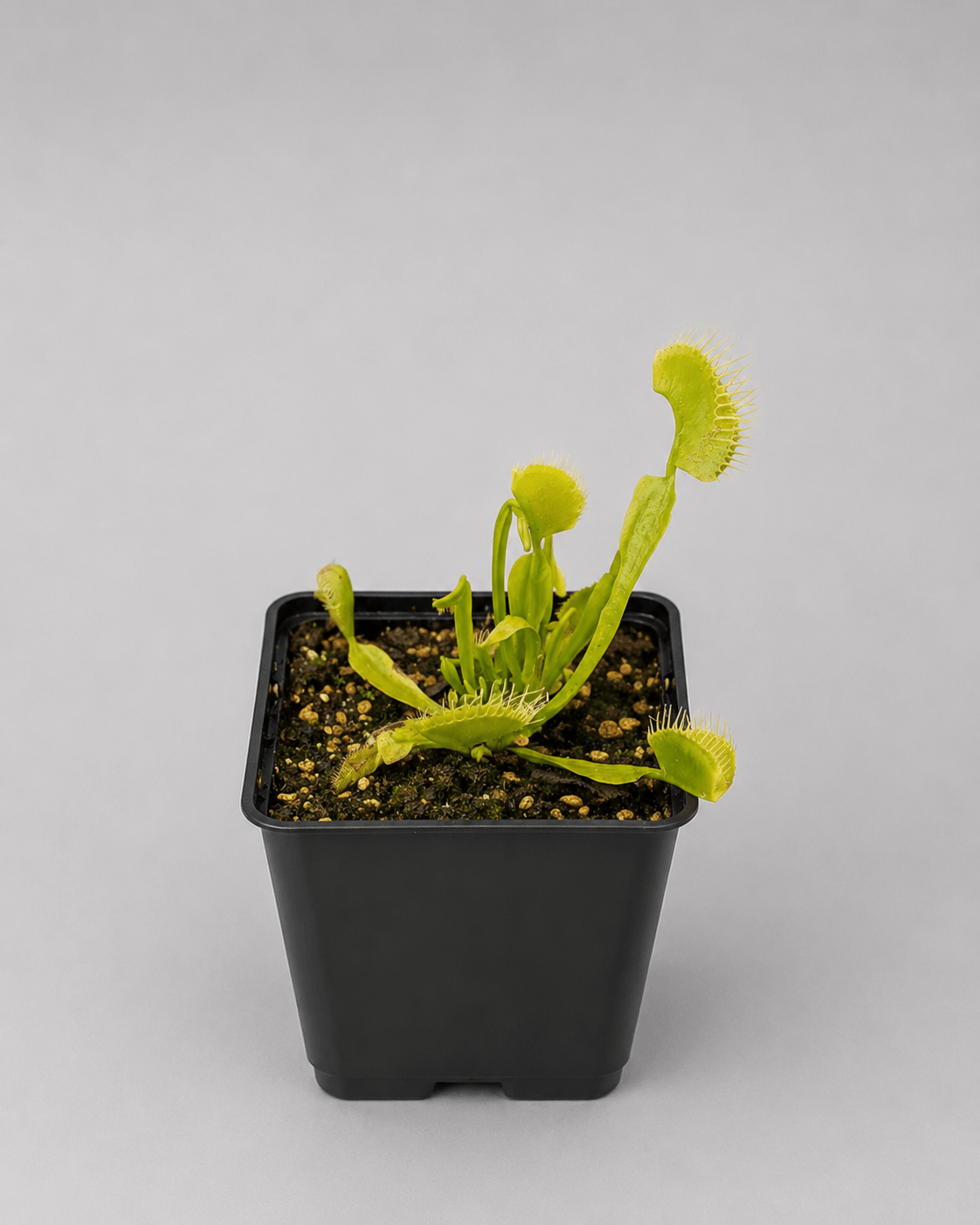 Venusfliegenfalle 'Heterophylla (green)'