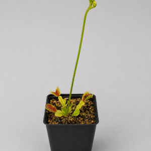 Venusfliegenfalle 'Ian Salter clone 4'