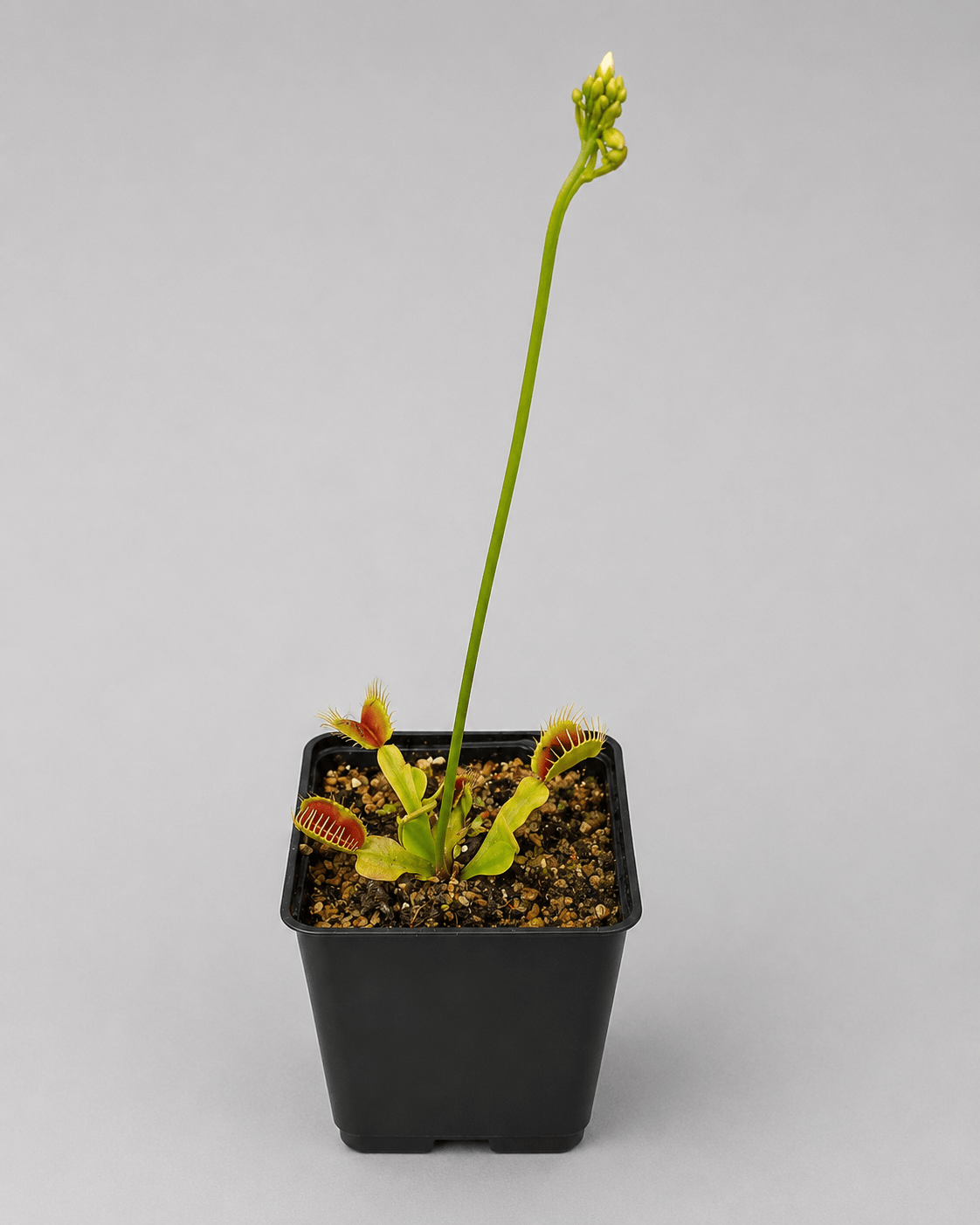 Venusfliegenfalle 'Ian Salter clone 4'