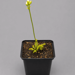Venusfliegenfalle 'Kurze Zähne'