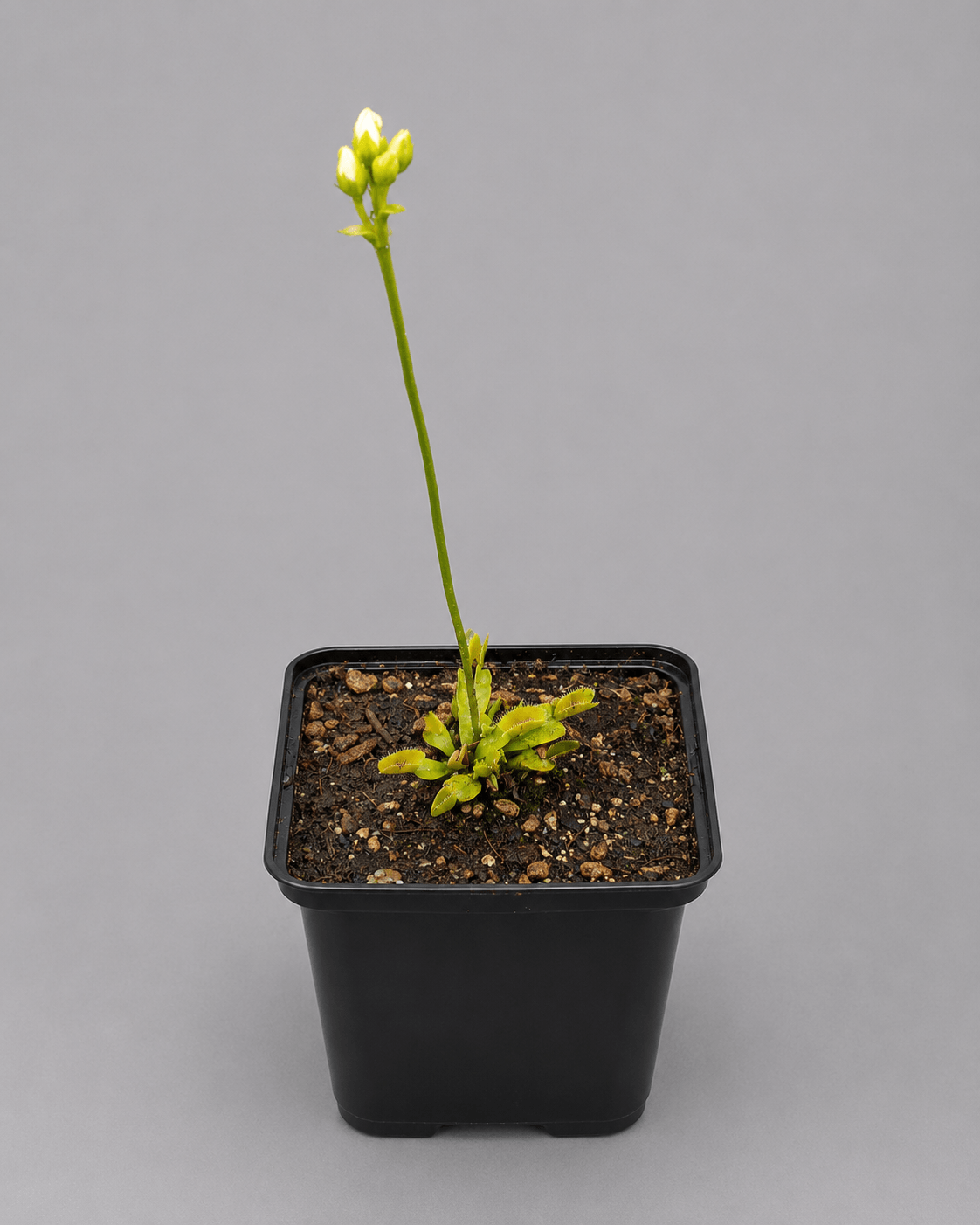 Venusfliegenfalle 'Kurze Zähne'