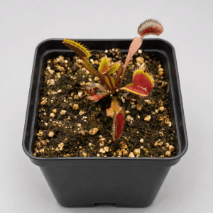 Venusfliegenfalle 'LB Rouge Dentate'