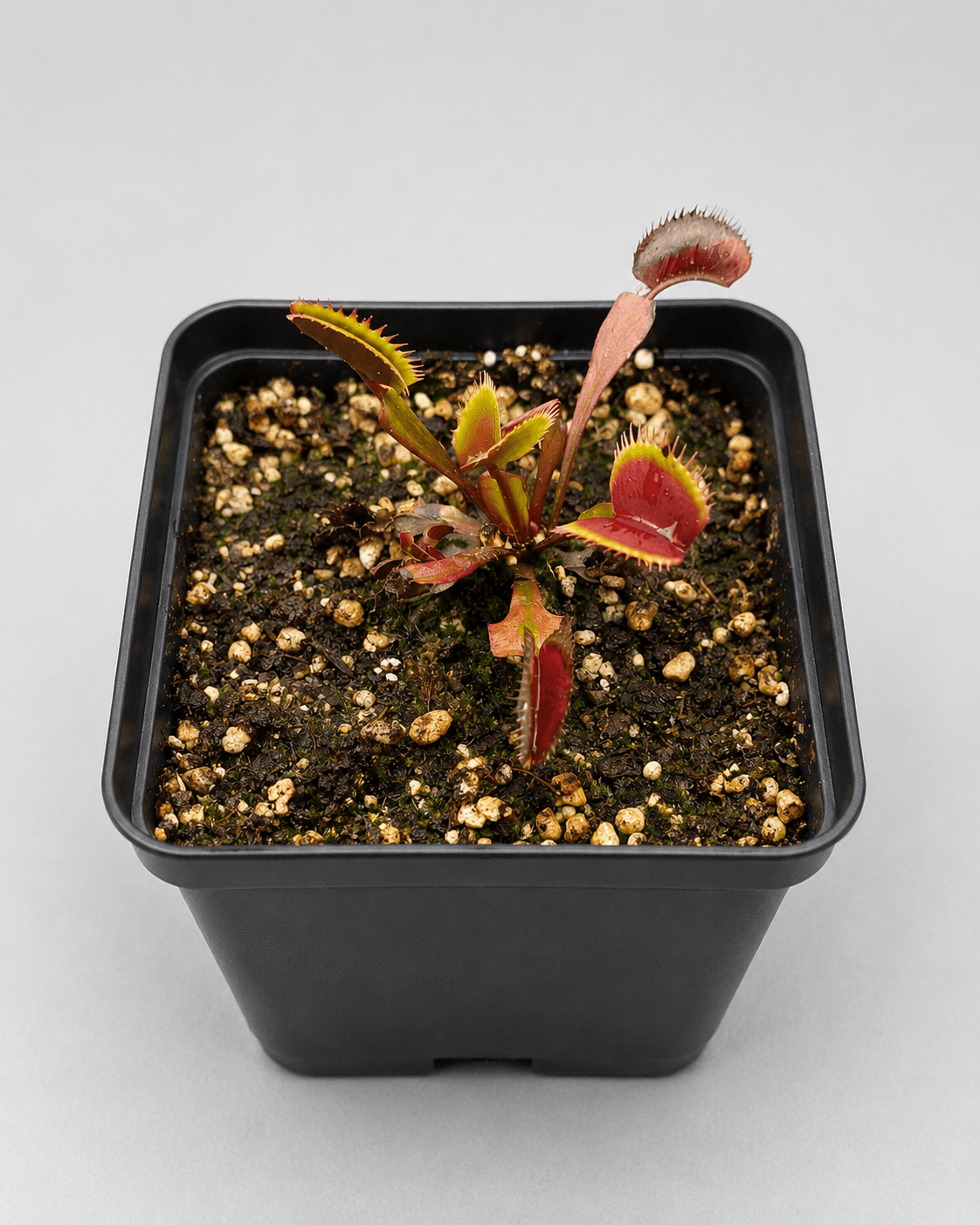 Venusfliegenfalle 'LB Rouge Dentate'