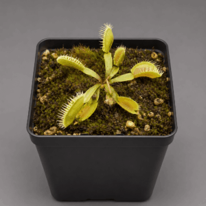 Venusfliegenfalle 'Louchapates'