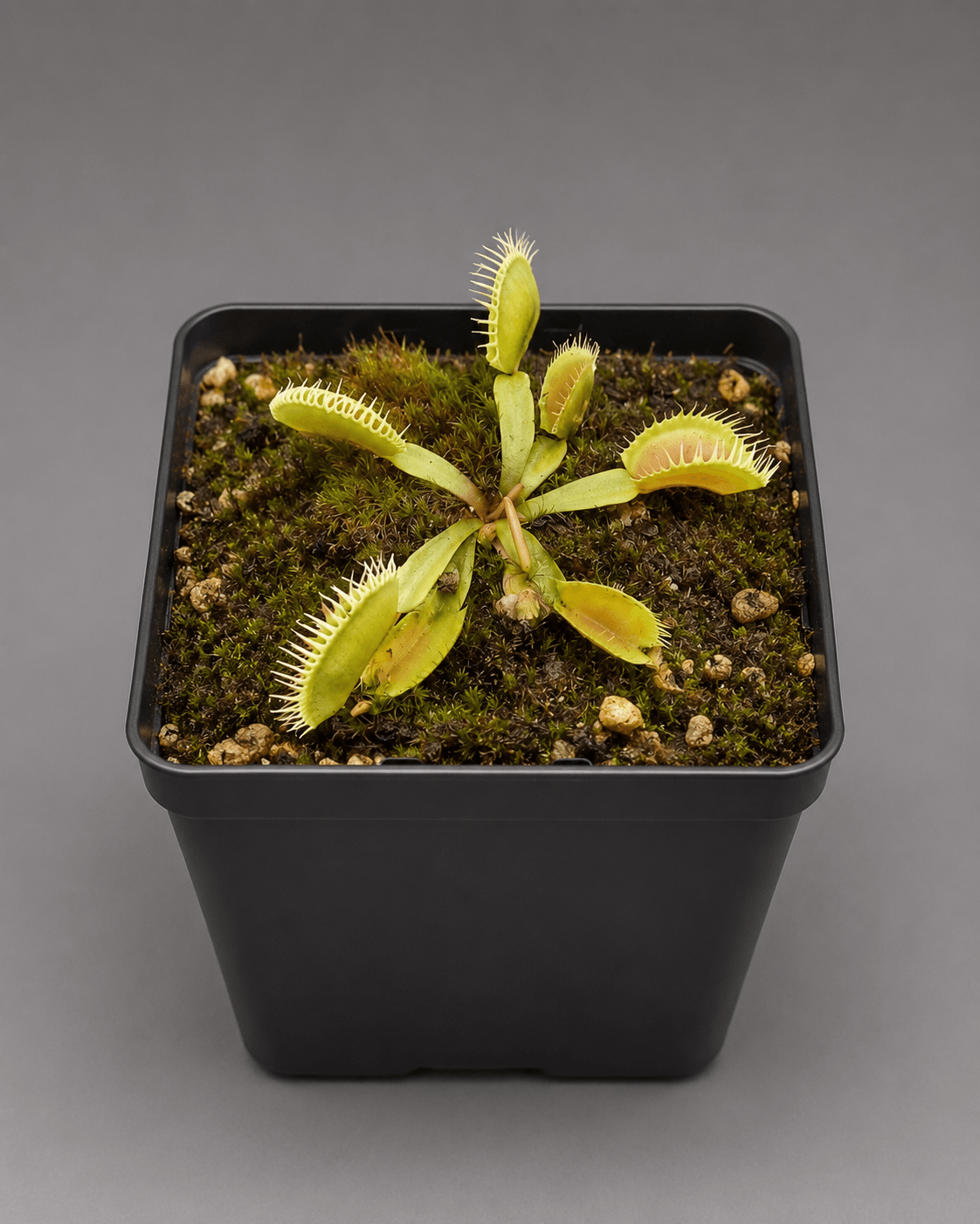 Venusfliegenfalle 'Louchapates'