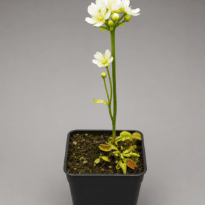 Venusfliegenfalle 'Microdent'