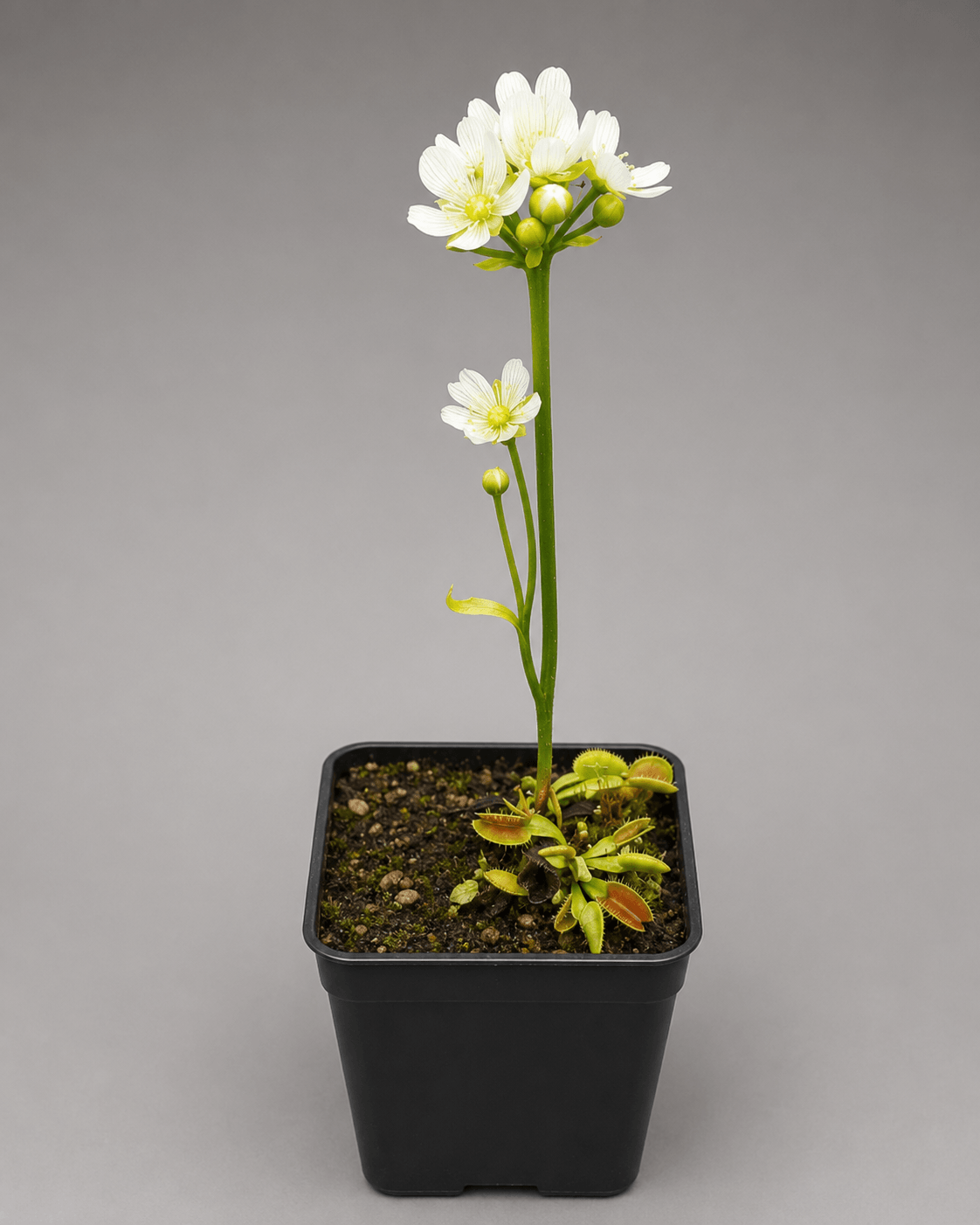 Venusfliegenfalle 'Microdent'