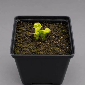 Venusfliegenfalle 'Mormo'