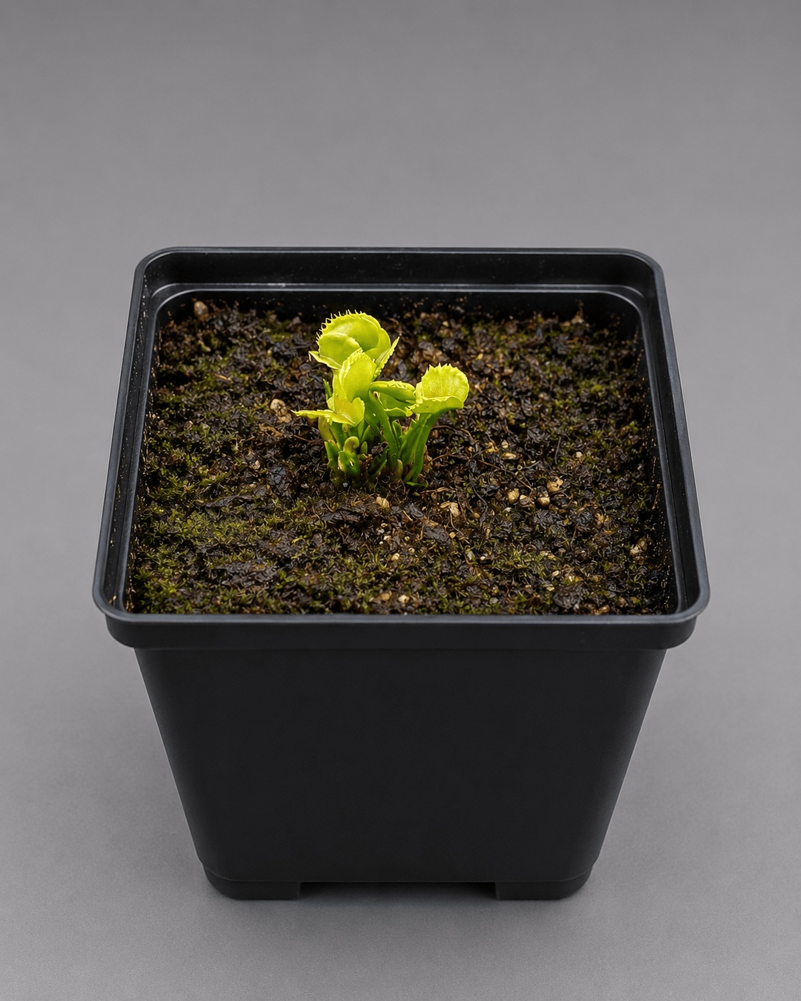 Venusfliegenfalle 'Mormo'