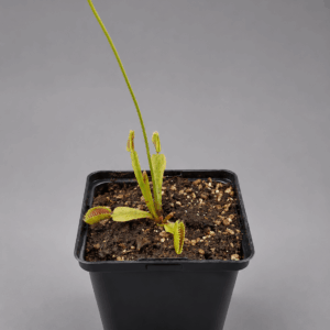 Venusfliegenfalle 'Orange Fire'