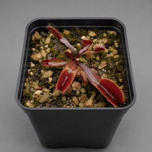 Venusfliegenfalle 'Red Burgundy'