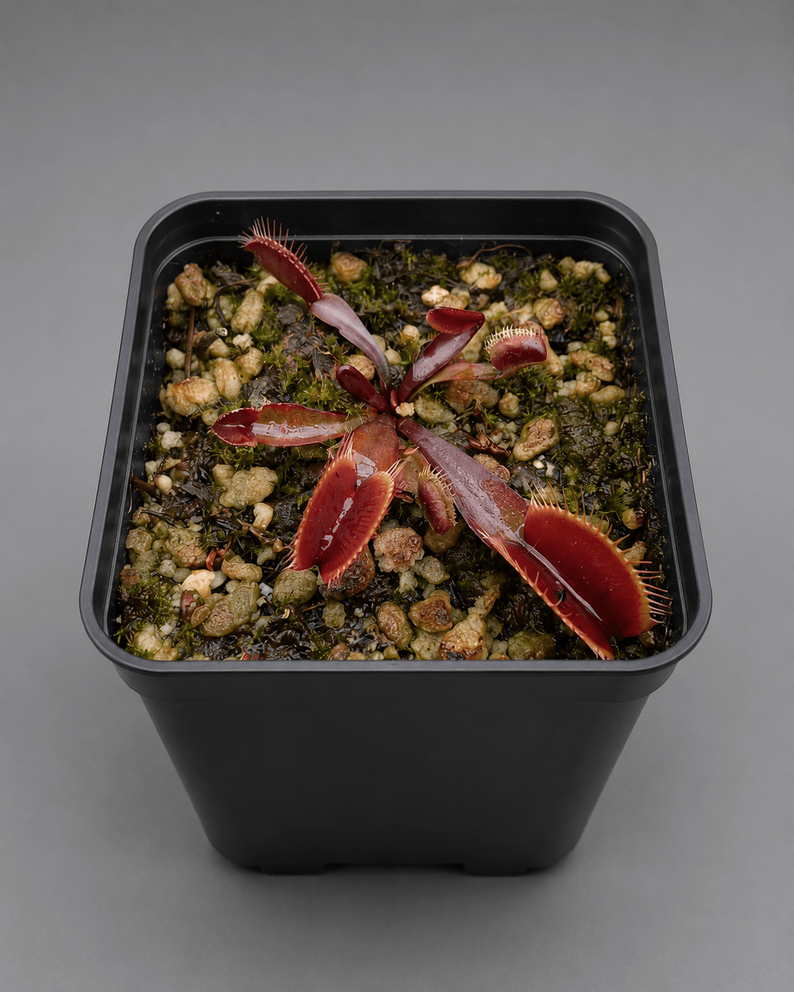 Venusfliegenfalle 'Red Burgundy'