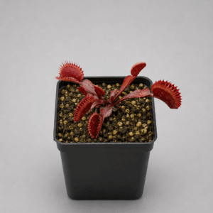 Venusfliegenfalle 'Red Dentate'