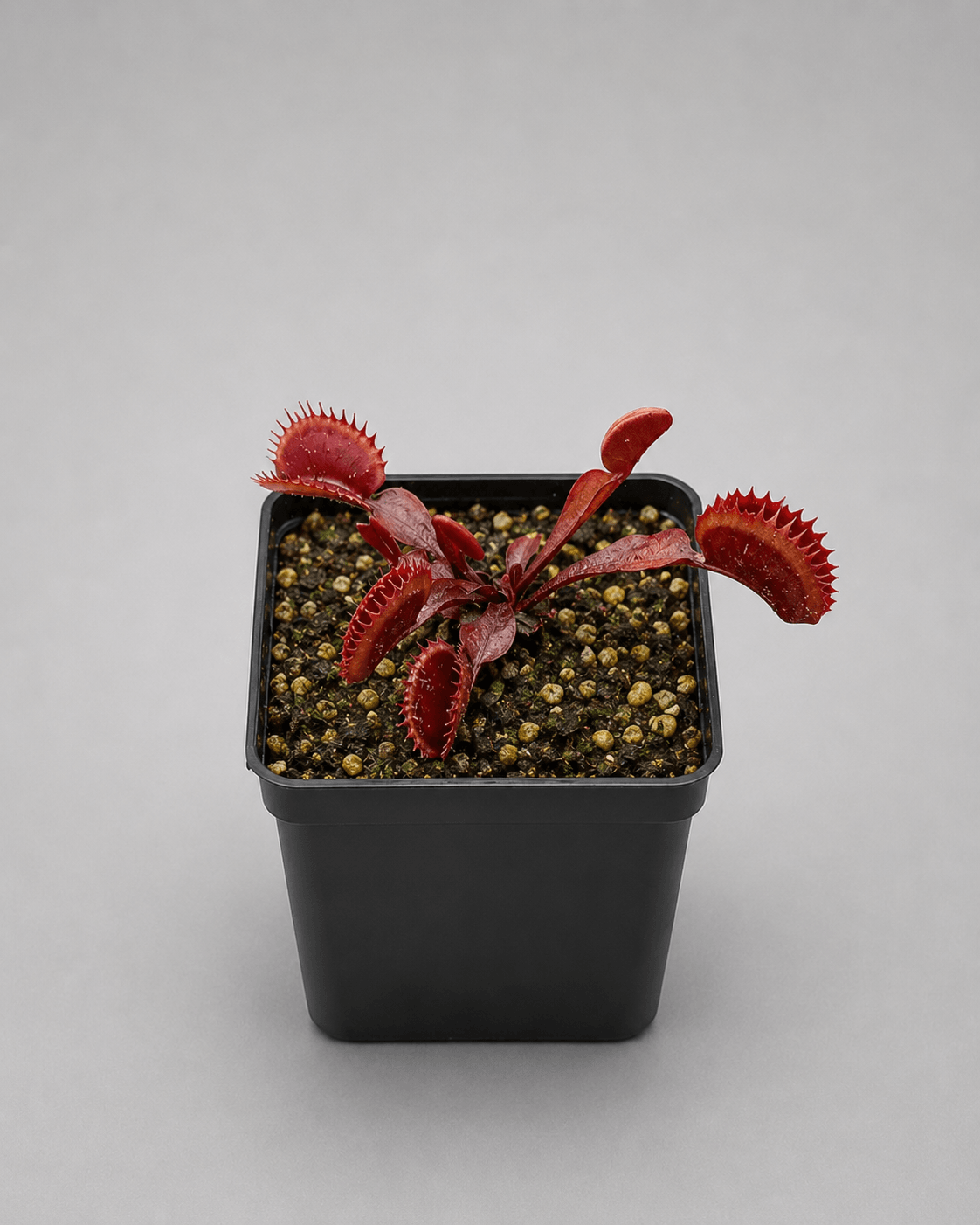 Venusfliegenfalle 'Red Dentate'