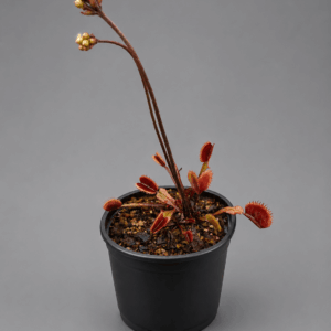 Venusfliegenfalle 'Red Piranha'