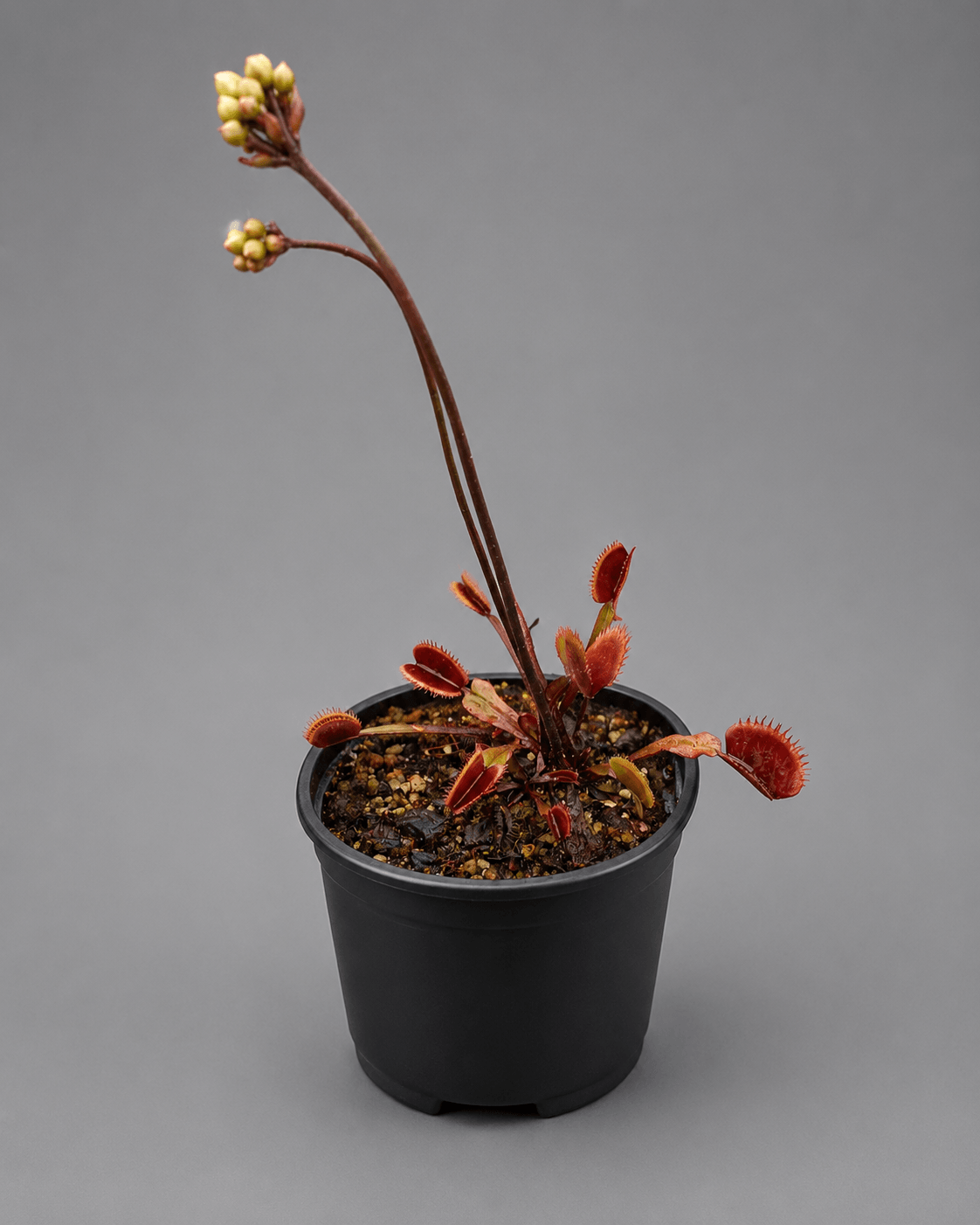 Venusfliegenfalle 'Red Piranha'