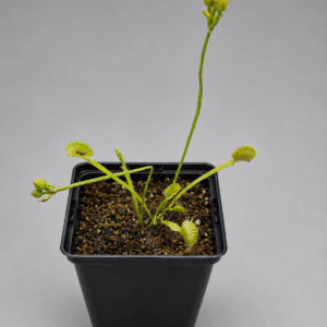 Venusfliegenfalle 'Schuppenstiel II'